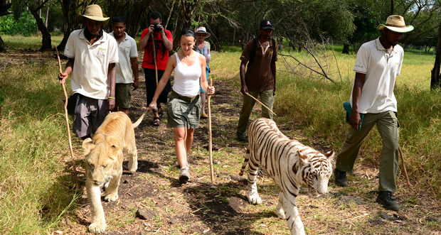 lion in mauritius